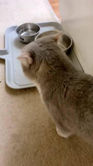 猫饿了吃瓜,瓜成了它的美食盛宴  第2张