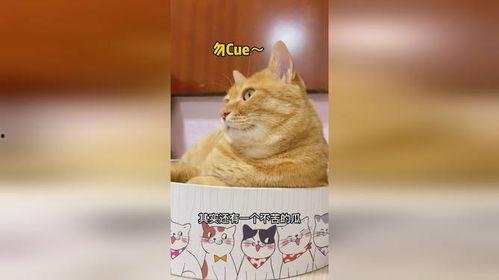 猫饿了吃瓜,瓜成了它的美食盛宴  第3张