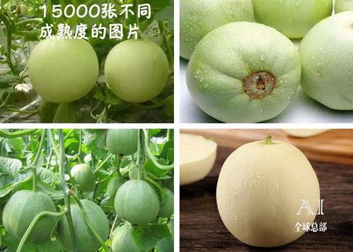 吃瓜福酱,揭秘娱乐圈背后的甜蜜与苦涩  第2张