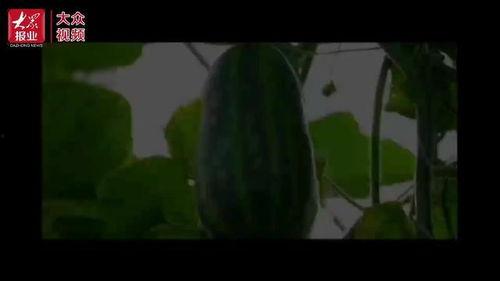 吃瓜教学视频,解锁夏日消暑新姿势  第3张