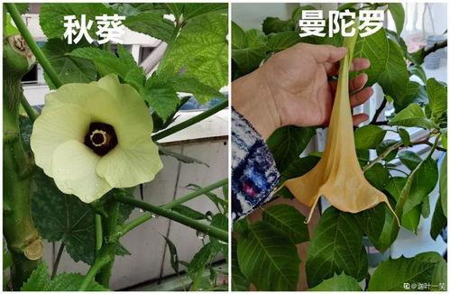 吃瓜群主花花,揭秘网络社交圈的幕后故事  第2张