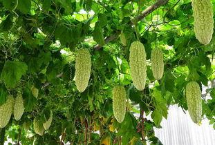 吃凉瓜会腰疼嘛,揭秘夏日清凉美食的潜在风险”