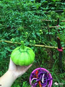 瓜沥吃土菜,土菜美食之旅  第3张