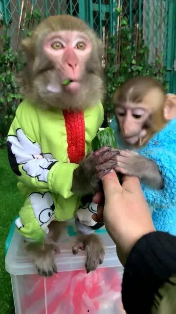 吃瓜主播小猴子,揭秘娱乐圈幕后故事