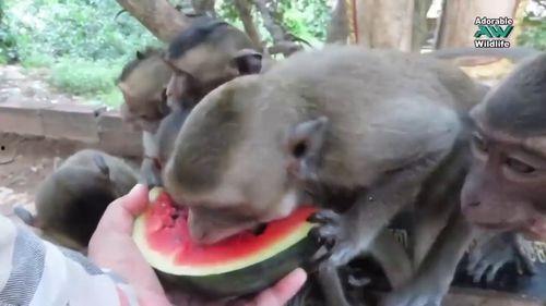 吃瓜主播小猴子,揭秘娱乐圈幕后故事  第2张