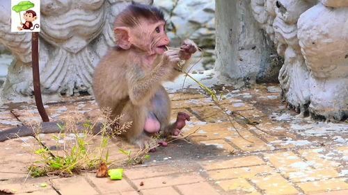 吃瓜主播小猴子,揭秘娱乐圈幕后故事  第3张