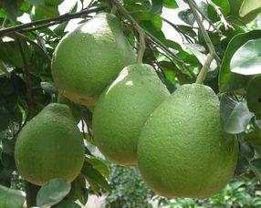 吃柚子可以吃佛手瓜吗,同食相宜的养生搭配探索  第3张