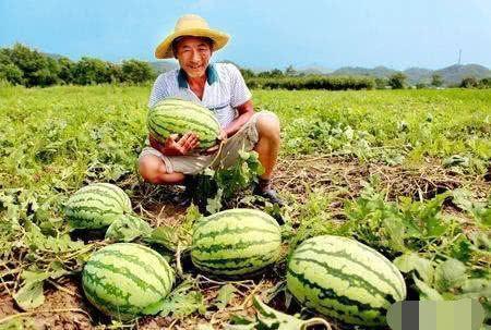 夏洛特路边吃瓜,瓜摊热议，市民生活百态尽收眼底