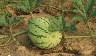 夏洛特路边吃瓜,瓜摊热议，市民生活百态尽收眼底  第2张