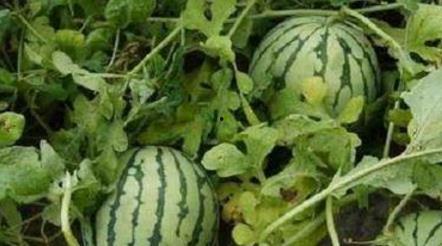 夏洛特路边吃瓜,瓜摊热议，市民生活百态尽收眼底  第3张