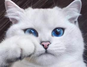 猫咪吃瓜罐头好吗,吃瓜罐头，猫咪的健康选择？  第2张