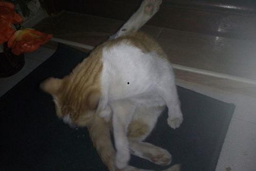 猫咪吃瓜罐头好吗,吃瓜罐头，猫咪的健康选择？  第3张