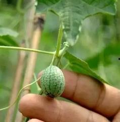 玉拇指瓜怎么吃,解锁美味新体验  第3张