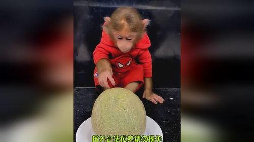 吃哈密瓜吃货视频,一场视觉与味蕾的双重享受  第2张