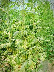 带你吃瓜36集,揭秘娱乐圈幕后风云  第2张