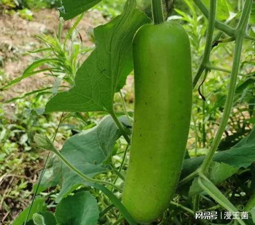 夜里梦见自己吃瓜,瓜果飘香，夜半梦回瓜田