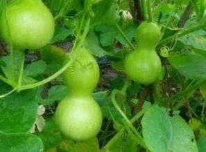 吃瓠瓜的功效,天然保健品，健康生活必备  第3张