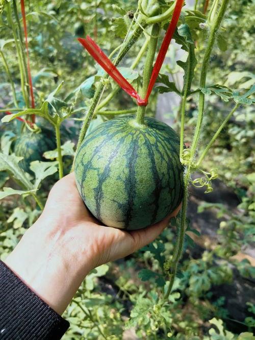 吃瓜界彭鱼宴,彭鱼宴的狂欢时刻