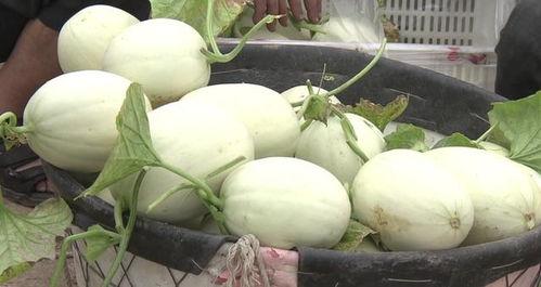 吃瓜界彭鱼宴,彭鱼宴的狂欢时刻  第3张