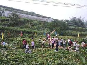 临泉吃瓜群众事件,一场网络舆论的风暴与反思