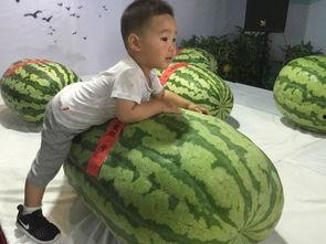 临泉吃瓜群众事件,一场网络舆论的风暴与反思  第2张