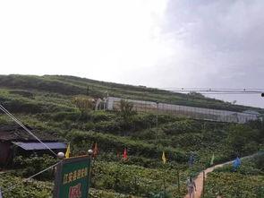 临泉吃瓜群众事件,一场网络舆论的风暴与反思  第3张