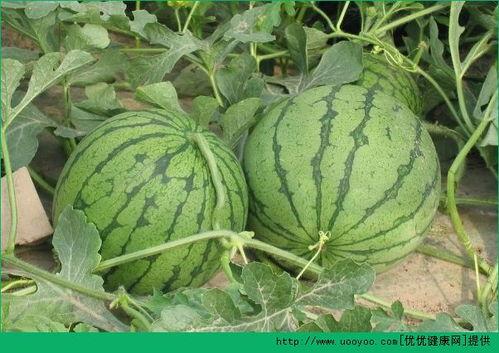 吃瓜还有什么别称,揭秘“吃瓜”的别称与内涵  第2张