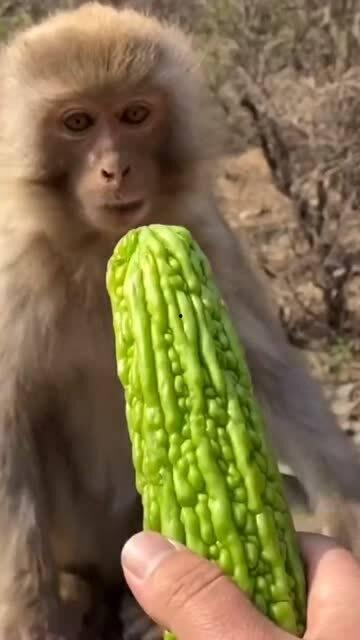 猴瓜怎么吃,猴瓜的多样食用方法与营养解析