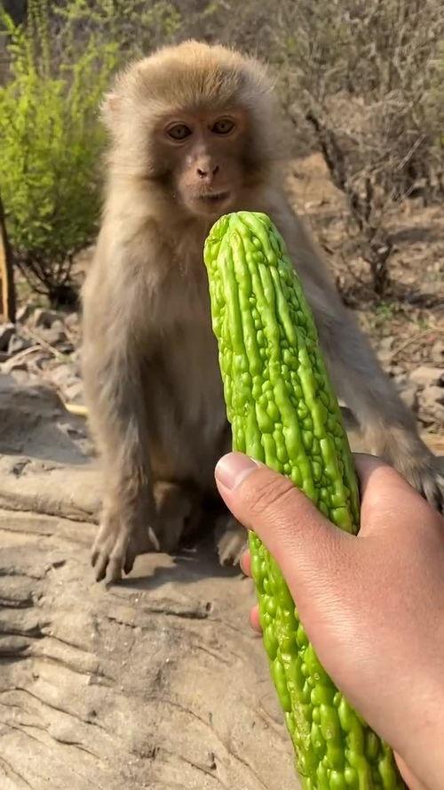 猴瓜怎么吃,猴瓜的多样食用方法与营养解析  第3张