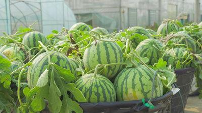 网红吃瓜视频素材,揭秘娱乐圈幕后真相  第2张