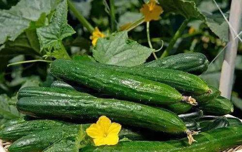 心雨风晚吃瓜,揭秘娱乐圈的瓜田秘闻  第3张