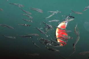 小鱼在吃瓜,品味夏日清凉  第2张