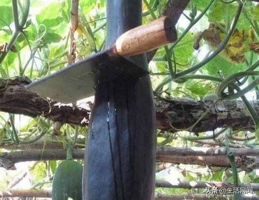 南昌大爷吃瓜,揭秘街头美食背后的故事  第3张