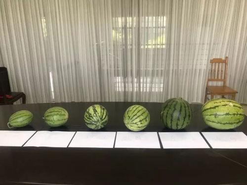 苏州姑苏吃瓜,苏州姑苏区特色美食大揭秘