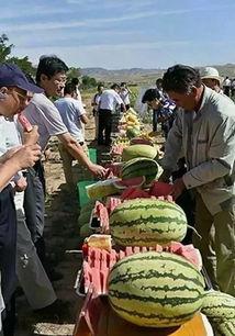 苏州姑苏吃瓜,苏州姑苏区特色美食大揭秘  第2张