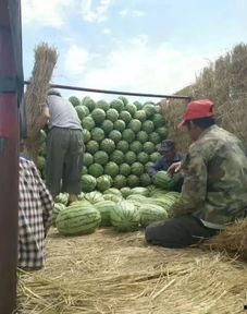 苏州姑苏吃瓜,苏州姑苏区特色美食大揭秘  第3张