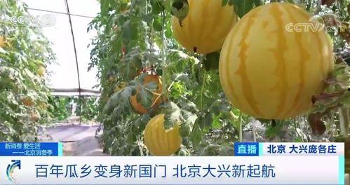 长垣吃瓜现场情况,热闹非凡，全民共享夏日清凉时光  第3张