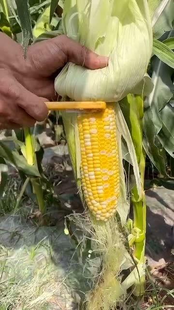 啃苞米吃瓜,品味乡村生活的悠闲与美好  第2张