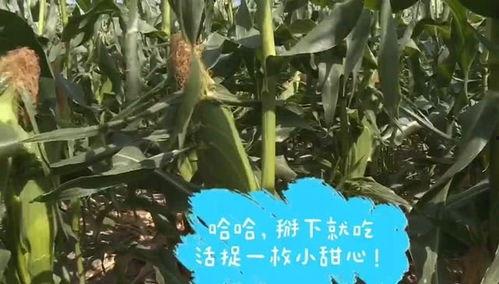 啃苞米吃瓜,品味乡村生活的悠闲与美好  第3张