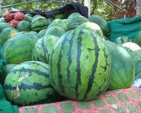 芒果群众吃瓜视频,吃瓜视频背后的娱乐现象解析  第3张