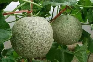 早晨吃网纹瓜,晨光中品味网纹瓜的清新滋味  第2张