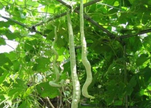 蛇瓜不能随便吃,不可随意食用的神秘瓜果  第2张