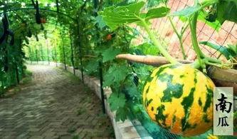 吃瓜有趣视频,趣味视频带你领略生活百态  第3张