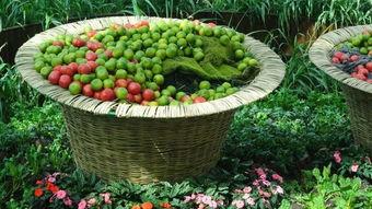 广幼吃瓜,揭秘校园里的那些事儿  第3张