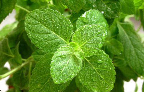 白白叶叶吃瓜,揭秘白白叶叶的吃瓜日常