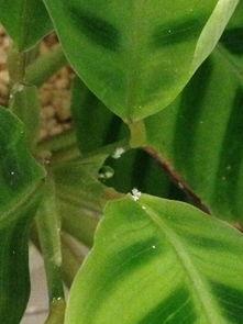 白白叶叶吃瓜,揭秘白白叶叶的吃瓜日常  第2张