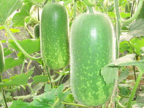 吃瓜挑瓜看瓜图片搞笑,吃瓜挑瓜看瓜，搞笑瞬间大盘点