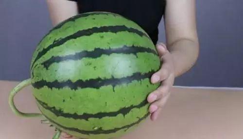 吃瓜挑瓜看瓜图片搞笑,吃瓜挑瓜看瓜，搞笑瞬间大盘点  第3张