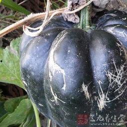 吃方瓜有什么作用,养生保健的多重益处  第3张