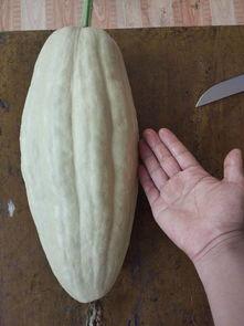 吃瓜不分大小,大小皆可，欢乐无限  第2张